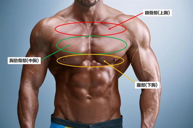 胸大肌
