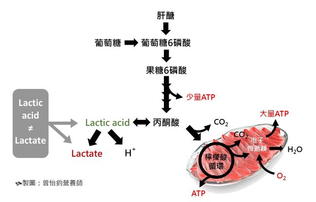 檸檬酸循環演示的能量產生路徑