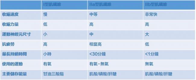 人體肌纖維的分類與功能