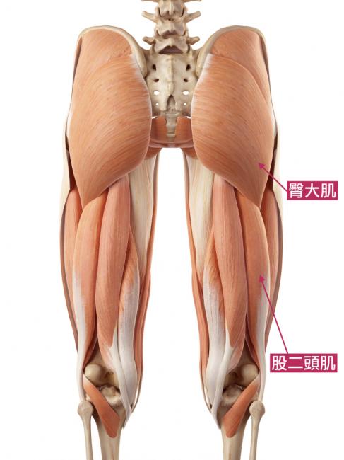 髖內收次要肌群