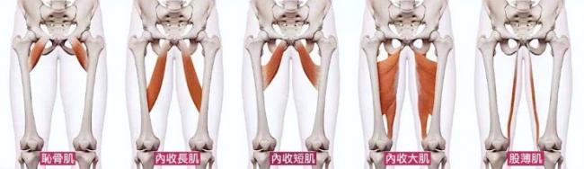 髖內收主要肌群