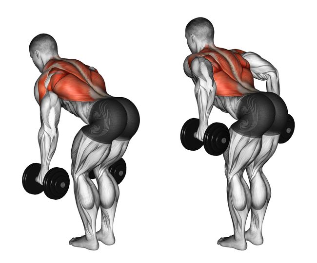 俯身划船Bent Over Rows