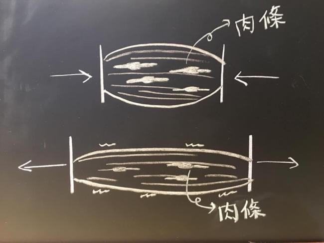 放鬆的肉條和緊繃的肉條
