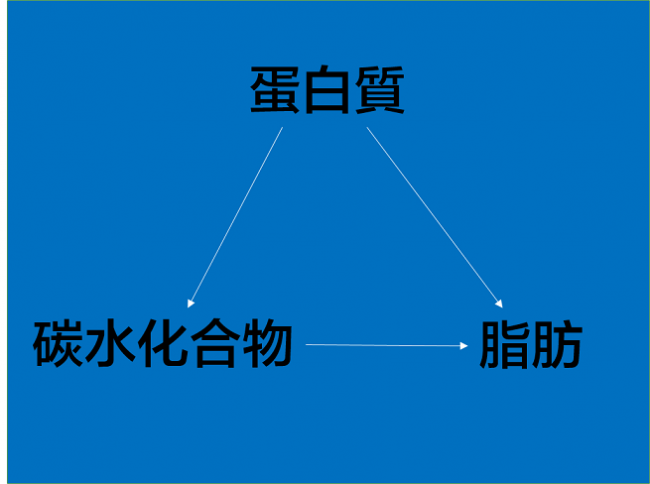 三大營養素的轉換