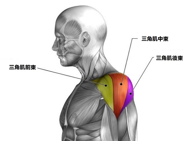 三角肌的後束該如何訓練