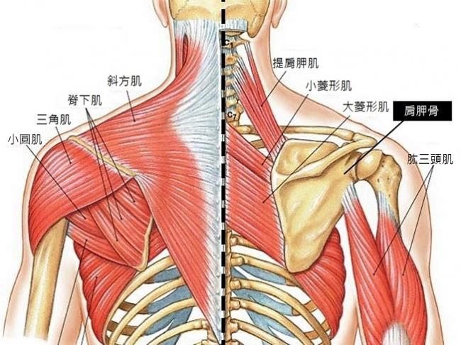 背部肌群圖解