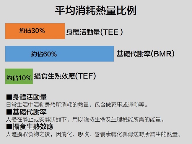 身體熱量消耗比例表