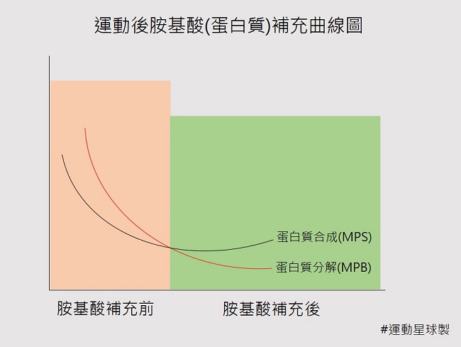 運動後胺基酸的補充