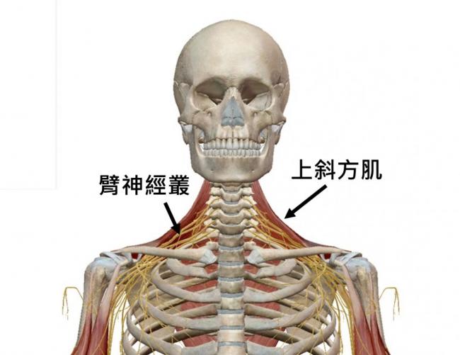 臂神經叢與上斜方肌