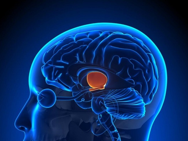 體重增減與大腦的調節有關