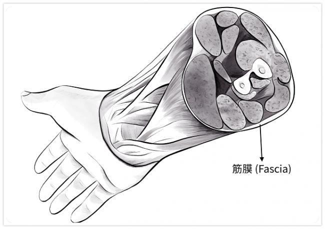 筋膜槍該打哪邊