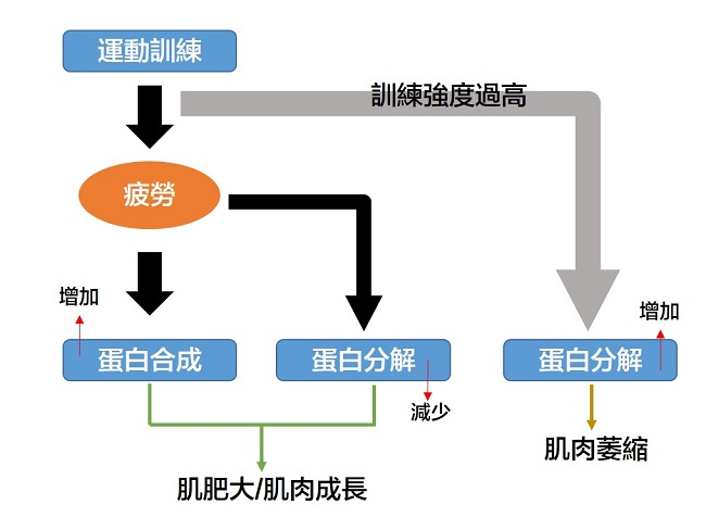 肌肉修復機制