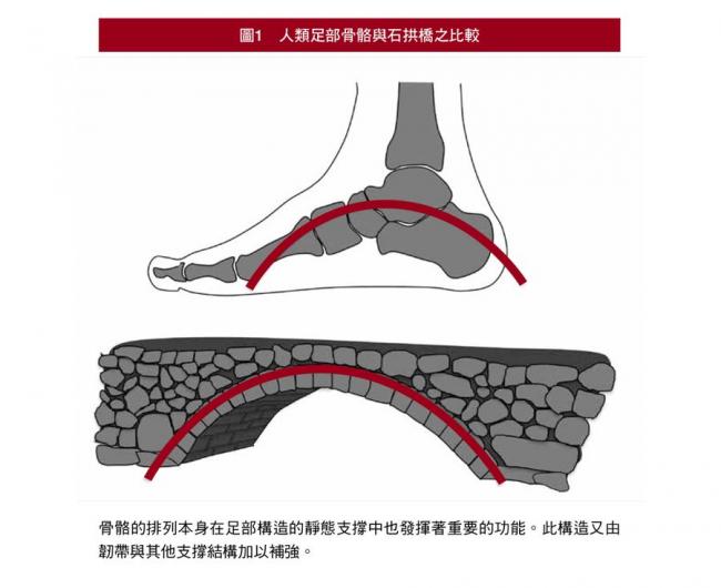 人類足部骨骼的排列就像石拱橋般