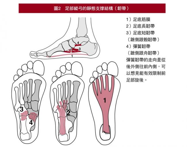 足部縱弓的靜態支撐結構（韌帶）