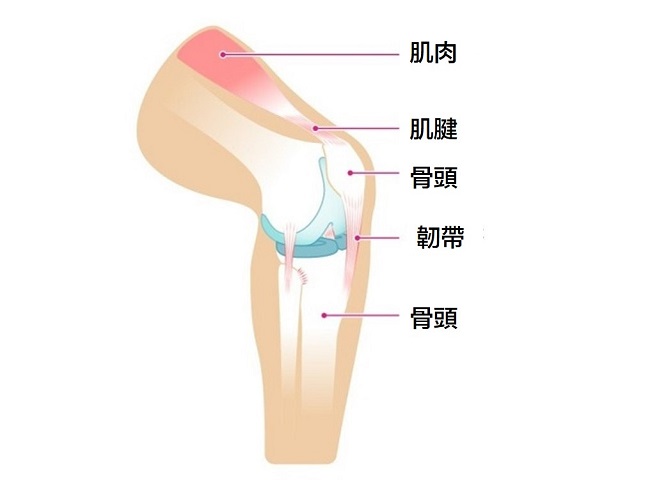 韌帶的伸展