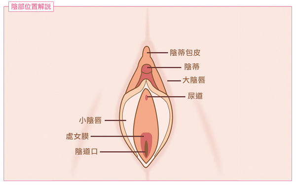 女性私密處構造