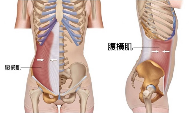 腹橫肌的位置