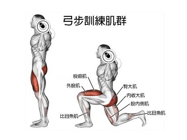 前後弓步訓練肌群