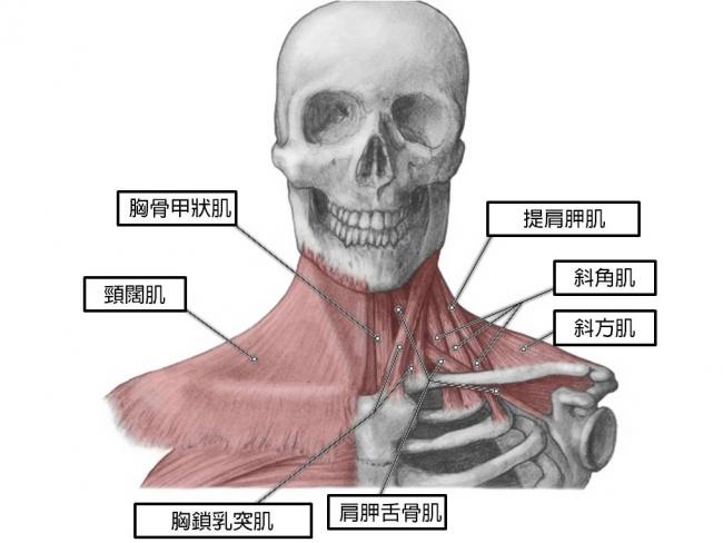 頸部週圍的肌肉