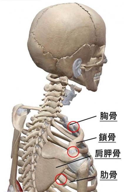 肩胛骨與其相連的關節