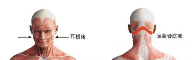 臀部反射區