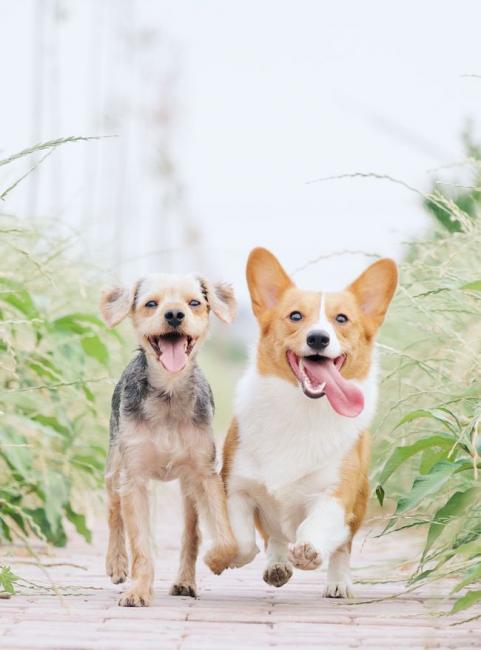 你的慢跑好夥伴