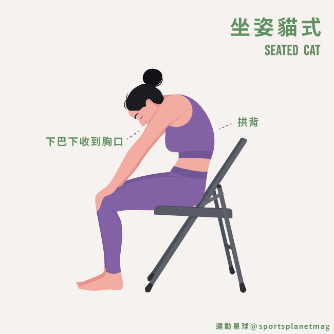 坐姿貓式 