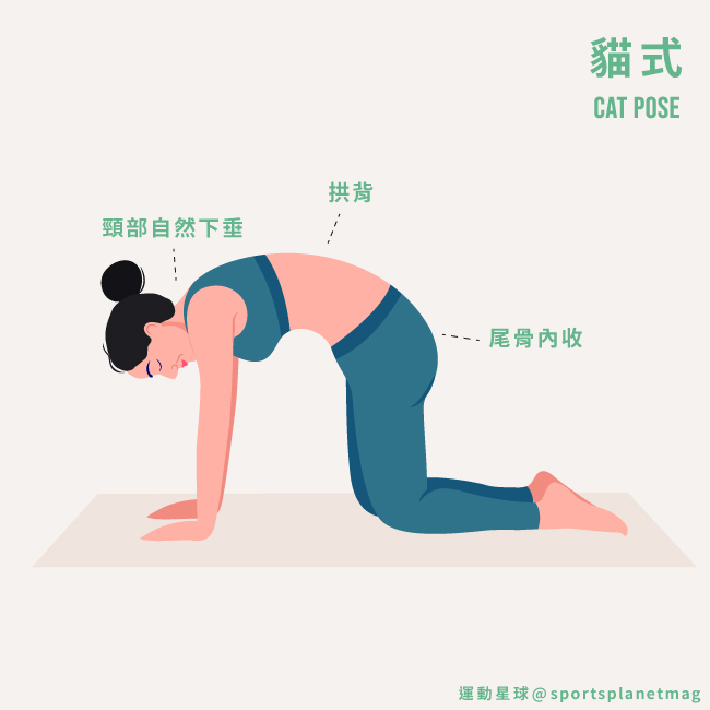 貓式 Cat Pose