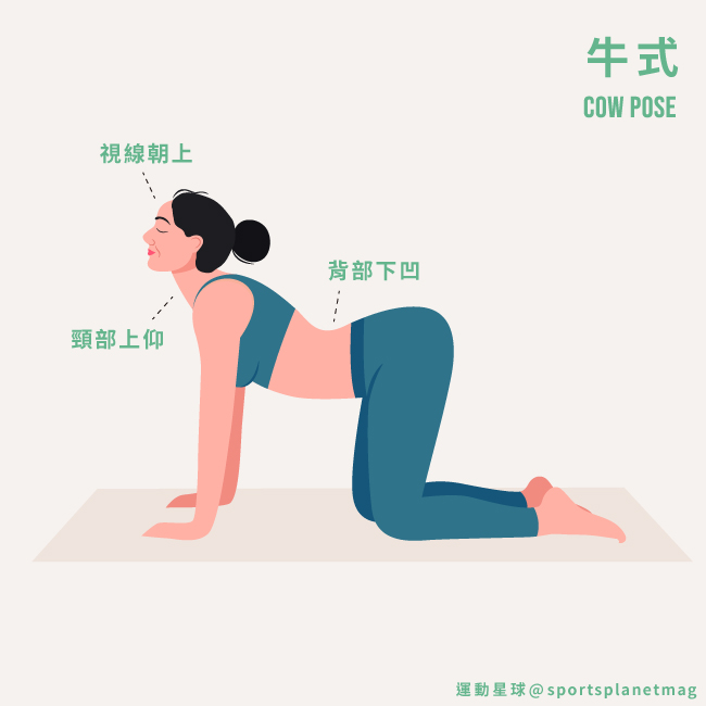 牛式 Cow Pose