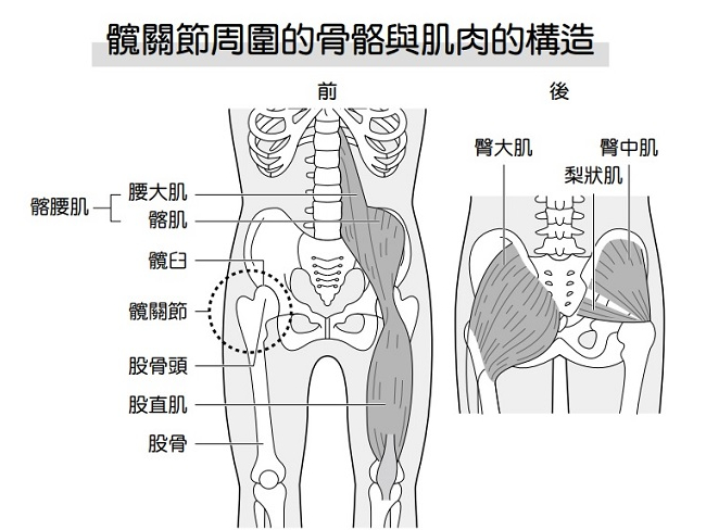髖關節位置