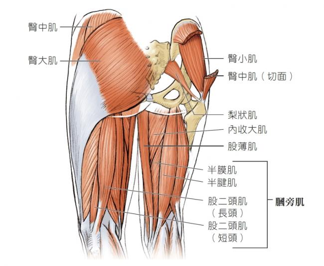 大腿後側肌肉