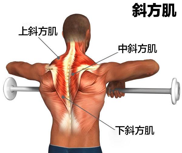 斜方肌Trapezius | 運動星球sportsplanetmag